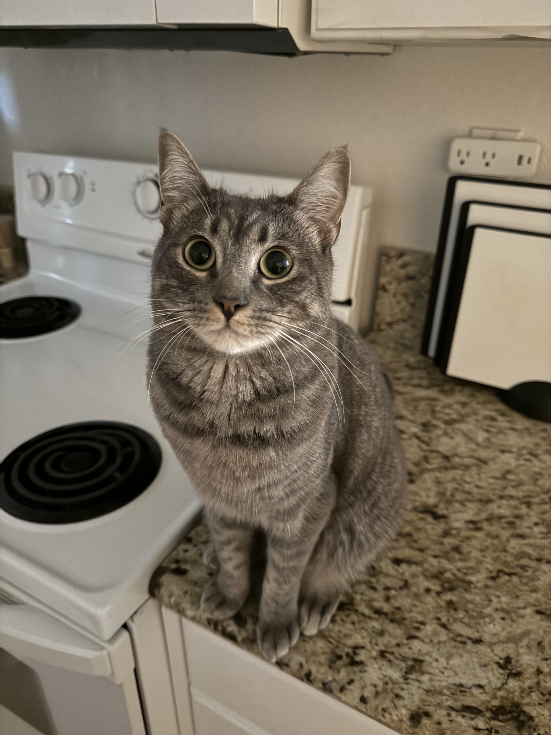 Ivy the cat